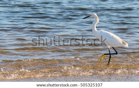 Egret on the shore of the sea water edge search of food