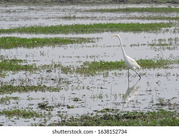 An Egret In Pobitora Wildlife Sanctuary In Assam, India. 