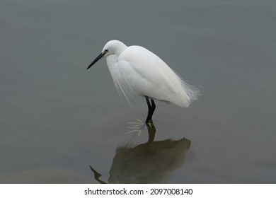 Egret In The Pool Of Tainan Museum At The End Of 2021