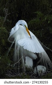 Egret Preening, With Young In Nest. The Long Feathers Are Breeding Plumage That Was Once Prized For Fashion, Vastly Reducing The Populations Of These Wading Birds.