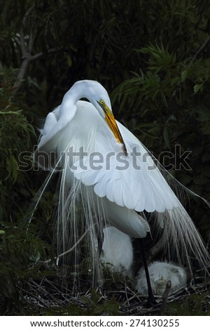 Egret preening, with young in nest. The long feathers are breeding plumage that was once prized for fashion, vastly reducing the populations of these wading birds.