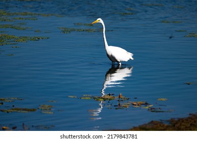 An Egret Stalking Prey In The Lake