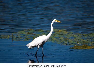 An Egret Stalking Prey In The Lake