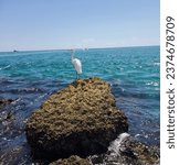 Egret standing on rock at Boca Raton Inlet. 