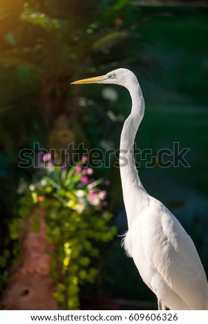 Similar – Image, Stock Photo Adult Great egret bird Ardea alba perches in a tree