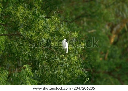 egret, stork,openbill bird perched on a branch of a big tree, bird scape