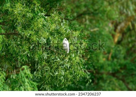 egret, stork,openbill bird perched on a branch of a big tree, bird scape