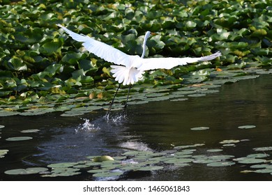 Egret Taking Flight At The Nature Preserve Southfield, MI