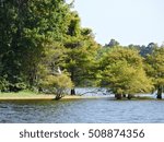 Egret in tree