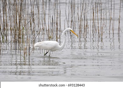 egret wading