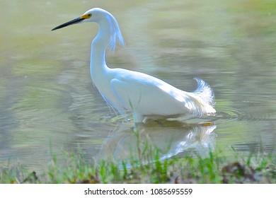 egret wading in lagoon