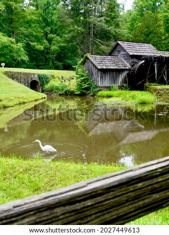 Egret or white heron at Mabry Mill on the Blue Ridge Parkway. Ed and Lizzy Mabry built the mill to ground corn and saw lumber.  A popular and picturesque places along the Parkway. Great white egret.