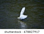 egrets