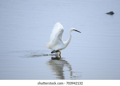 egrets