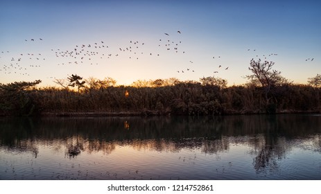 Egrets flying at sunrise