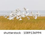 Egrets in Monomoy National Wildlife Refuge