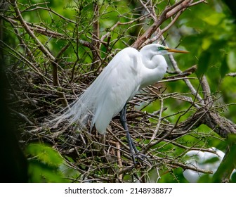 Egrets nesting in a Tree at a rookery.