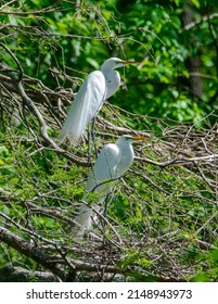 Egrets nesting in a Tree at a rookery.