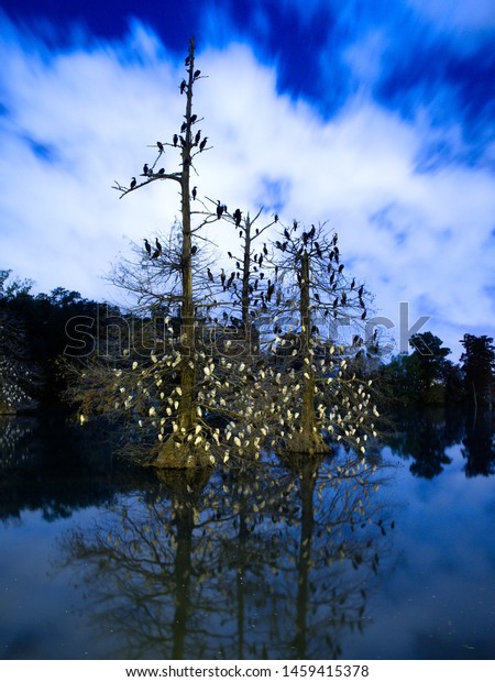 ルイジアナ州立大学バトンルージュ 米国ルイジアナ州近くのユニバーシティ湖にあるヒノキの木の夜 イエグリや他の鳥が眠る の写真素材 今すぐ編集