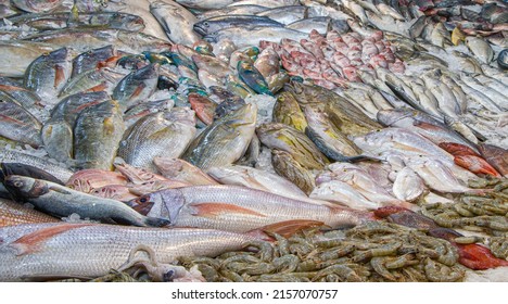 Egypt - Hurghada - The Fresh Fish And Seafood At El Halaka Fish Market Stalls