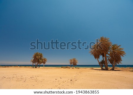 Similar – Palmen am Meer vor der Kulisse der Berge in Ägypten Dahab Süd-Sinai