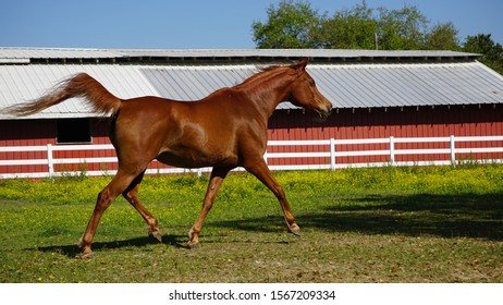 Egyptian Arabian Mare In A Pasture