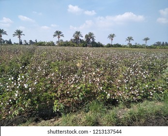 Egyptian Cotton Field