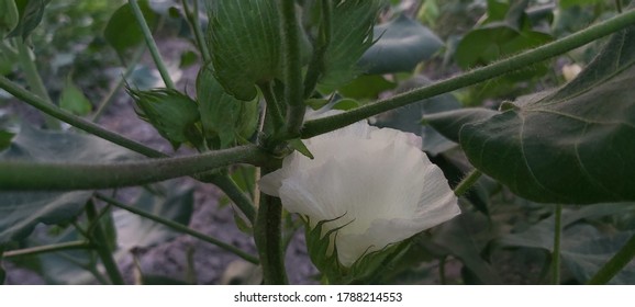 Egyptian Cotton Flowers & Bolls On The Cotton Plant 