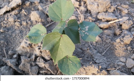 Egyptian Cotton Seedling & Plants Field