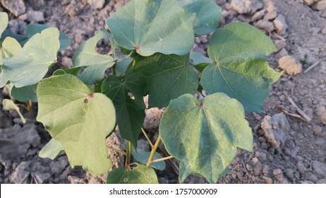 Egyptian Cotton Seedling & Plants Field