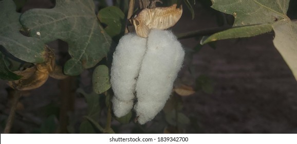  Egyptian Cotton White Blossoming Flower