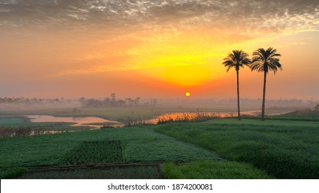 Egyptian countryside colorful sunrise view in a foggy day.
Two palm trees in a big field and a water channel. - Powered by Shutterstock