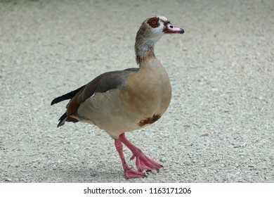 egyptian duck at lake