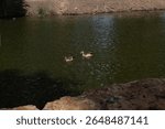 Egyptian geese (Alopochen aegyptiaca) in Ramat Gan park, Israel. Birds swimming, flying, and walking by the pond in an urban nature setting. Wildlife behavior in a public green area.