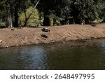 Egyptian geese (Alopochen aegyptiaca) in Ramat Gan park, Israel. Birds swimming, flying, and walking by the pond in an urban nature setting. Wildlife behavior in a public green area.