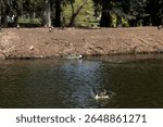 Egyptian geese (Alopochen aegyptiaca) in Ramat Gan park, Israel. Birds swimming, flying, and walking by the pond in an urban nature setting. Wildlife behavior in a public green area.
