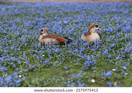 Similar – Image, Stock Photo Nile geese of the genus Alopochen aegyptiaca on the shore of Lake Phoenix in the light of the evening sun in the Hörde district of Dortmund in Westphalia