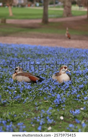 Similar – Image, Stock Photo Nile geese of the genus Alopochen aegyptiaca on the shore of Lake Phoenix in the light of the evening sun in the Hörde district of Dortmund in Westphalia
