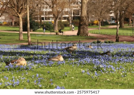 Similar – Image, Stock Photo Nile geese of the genus Alopochen aegyptiaca on the shore of Lake Phoenix in the light of the evening sun in the Hörde district of Dortmund in Westphalia