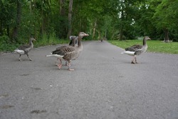 Egyptian Geese Crossing Road Loudly Quacking, Bicycle Path, Ducks, Max-Eyth-See, Stuttgart, Germany