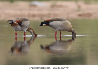 The Egyptian geese drinking water from a pond - Powered by Shutterstock