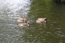 Egyptian Geese Goslings, River Wensum, Norwich, Norfolk, England, UK