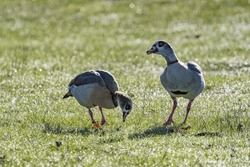 Egyptian Geese Grazing In The Morning Light
