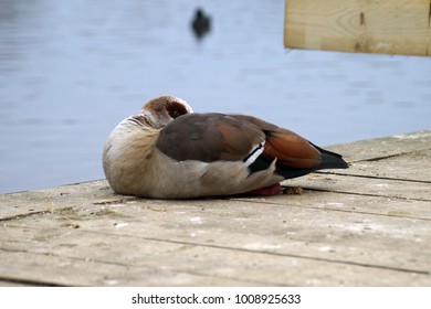 Egyptian Geese Laying Down