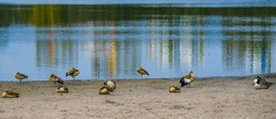 Egyptian Geese On The Shore Of Lake, Beautiful Reflections Of City Bildings In Water Mirror
