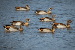 Egyptian Geese Swimming In A Lake