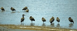 Egyptian Geese Wading In A Lake.