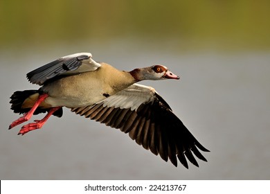 Egyptian Goose