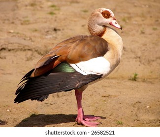 An Egyptian Goose