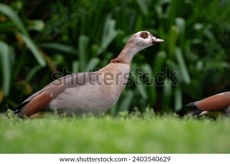 Egyptian goose (Alopochen aegyptiaca). duck. bird. animal. wildlife. Kristenbosch national botanical garden. Cape Town, Western Cape,South Africa.